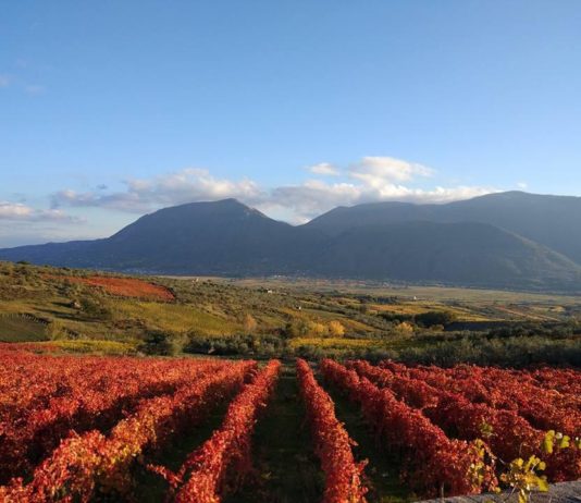 CICLOVIA DELLA FALANGHINA, IN BICI TRA I VIGNETI DELLA CITTÀ EUROPEA DEL VINO