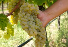 SETTEMBRE, TEMPO DI VENDEMMIA. TITALY: ‘DATI POSITIVI PER IL 2019, ITALIA LEADER MONDIALE ANCHE GRAZIE A PRODUZIONE CAMPANA ‘