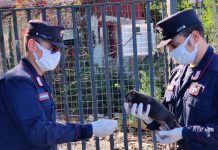 CELLOLE (CE): I CARABINIERI FORESTALI SOTTOPONGONO A SEQUESTRO NR. 19 CANI PER MALTRATTAMENTO E PROBLEMATICHE IGIENICO-SANITARIE