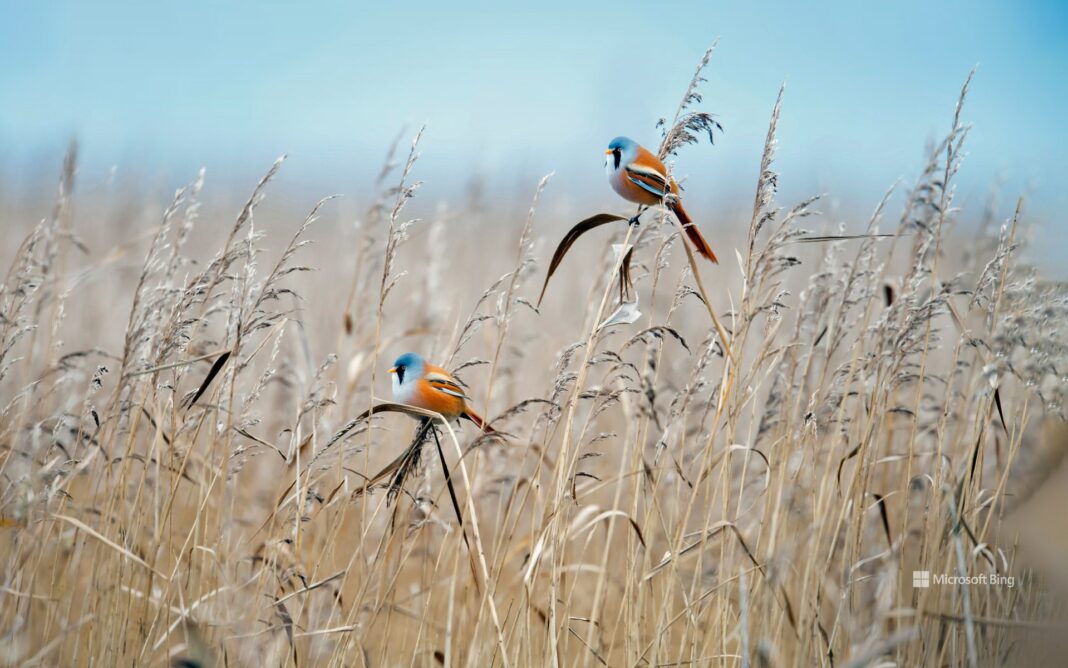 Due basettini nel Flevoland, Paesi Bassi