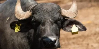 IL CASARO DEL RE PER PEGGIORARE LA SUA PRODUZIONE DI MOZZARELLA FARA’ ASCOLTARE ALLE BUFALE LE CANZONI DI SAMREMO ( SCHERZI A PARTE PRIMA DI QUESTO EVENTO LA MOZZARELLA ERA OTTIMA)